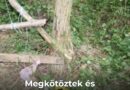 Megkötöztek és megerőszakoltak egy fiatal zalai nőt